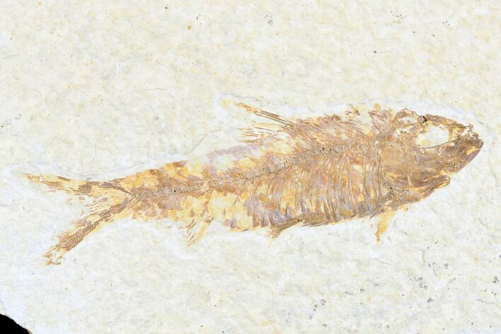 Detailed Fossil Fish (Knightia) - Wyoming #173747